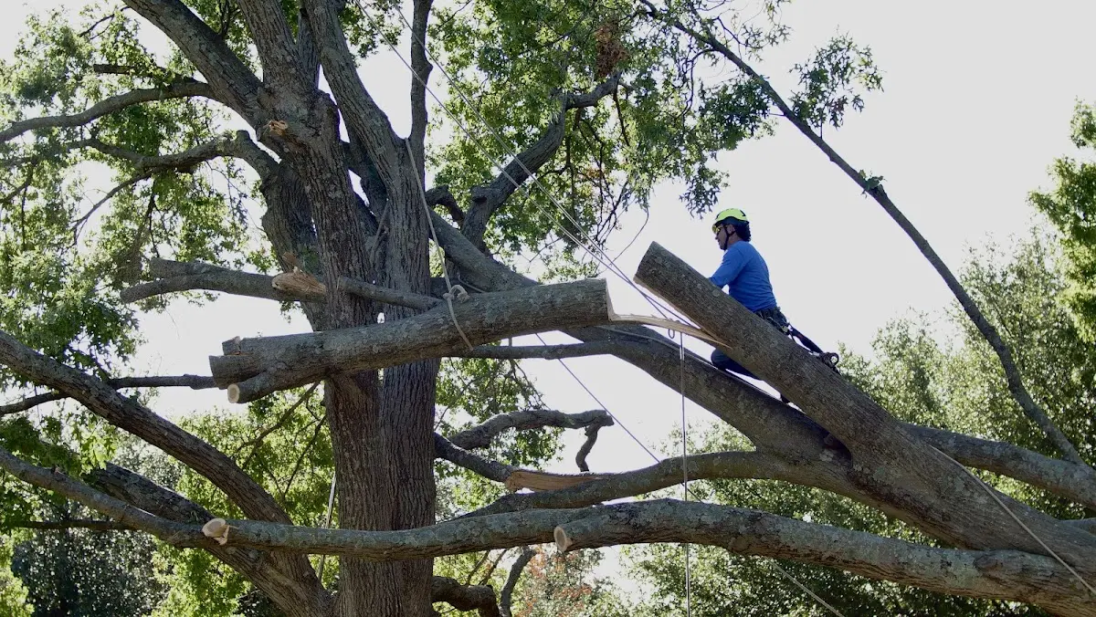 Professional Crown Thinning performed by certified arborists in Napanoch